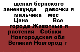 щенки бернского зененхунда. 2 девочки и 2 мальчика(2 мес.) › Цена ­ 22 000 - Все города Животные и растения » Собаки   . Новгородская обл.,Великий Новгород г.